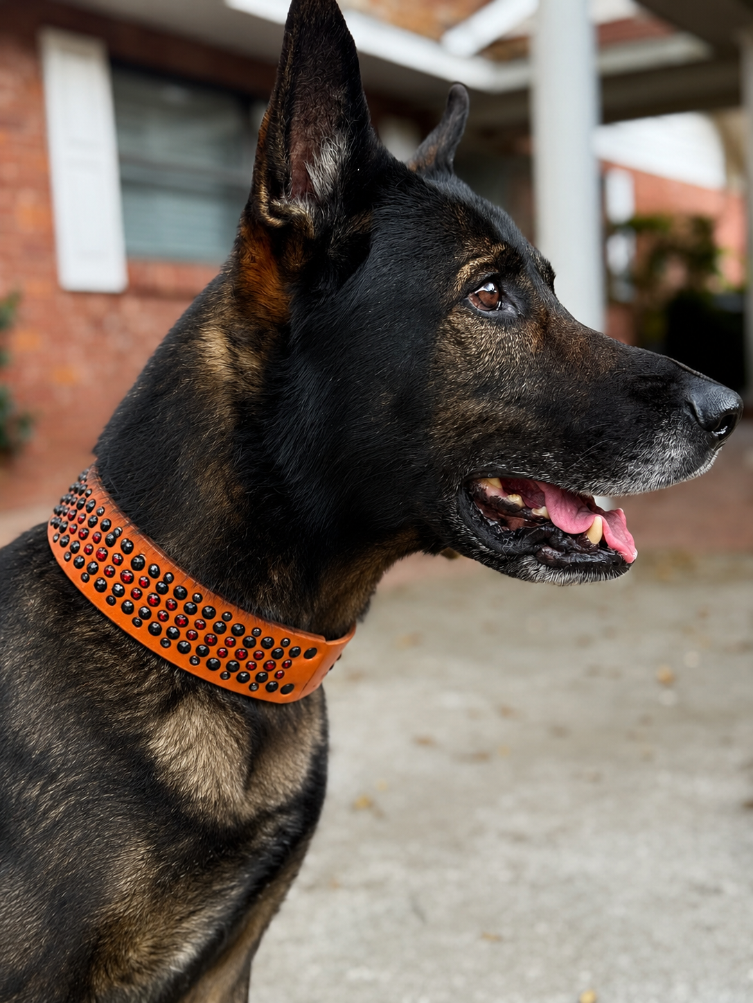 Bling Agitation Collar